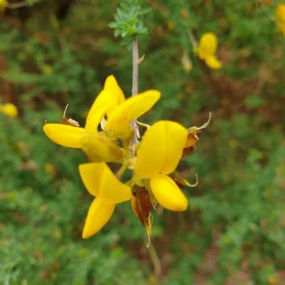 Adenocarpus complicatus — flower