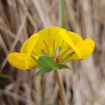 Lotus ornithopodioides — flower