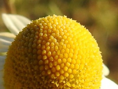German chamomile