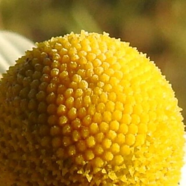 German chamomile