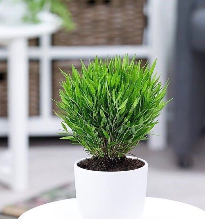 Pogonatherum paniceum