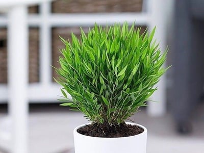 Pogonatherum paniceum