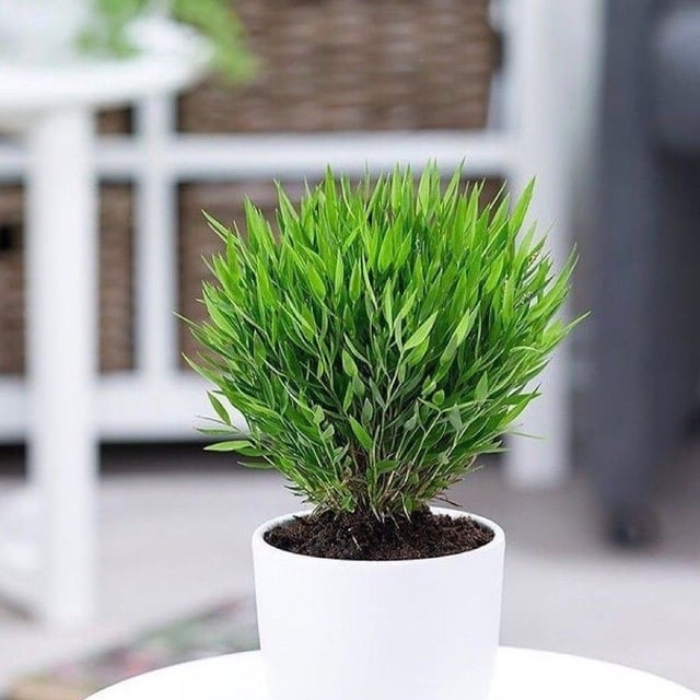 Pogonatherum paniceum