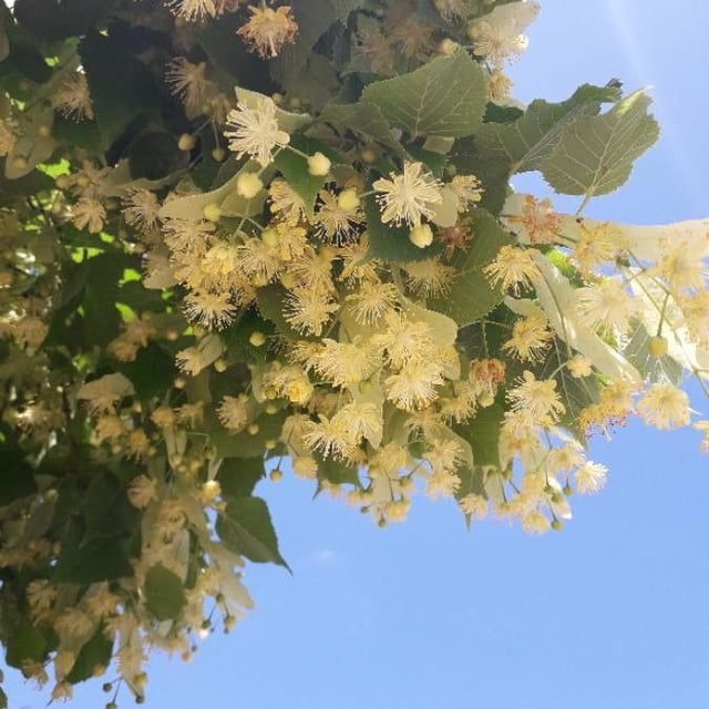 Tilia cordata — flower