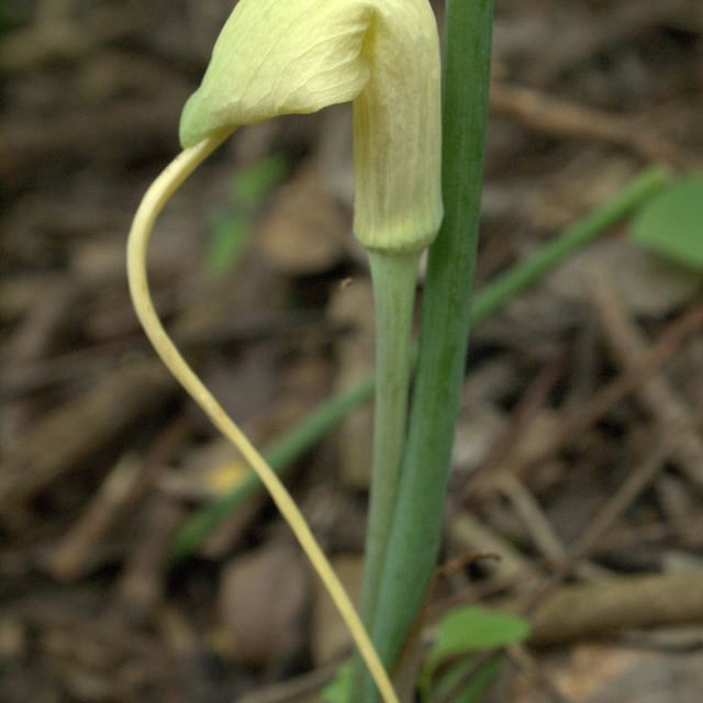 Arisaema dracontium — flower