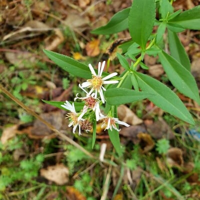 Doellingeria umbellata — flower
