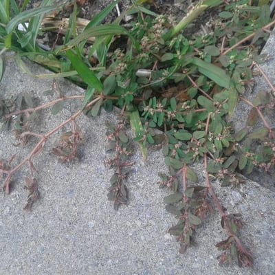 Galium murale — flower