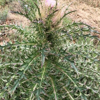 Cirsium horridulum — flower