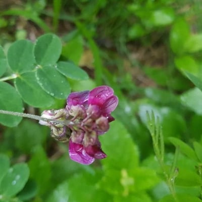Lathyrus niger — flower