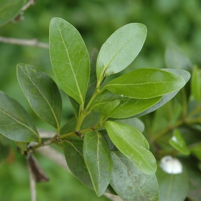 Psydrax odorata — leaf