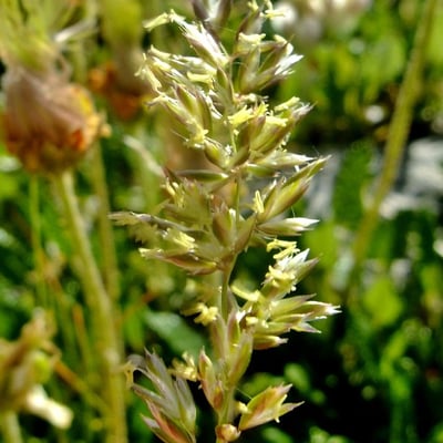 Koeleria pyramidata — flower