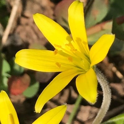 Gagea villosa — flower