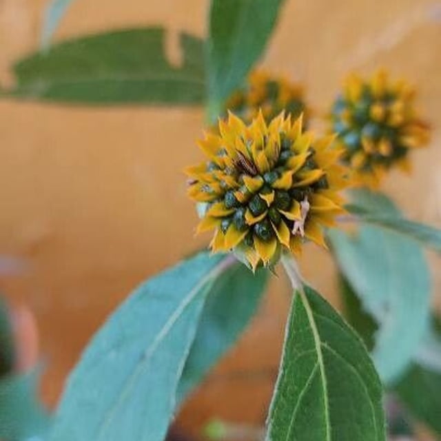 Tilesia baccata — flower