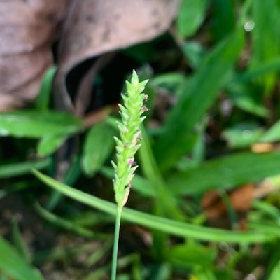 Sacciolepis indica — flower