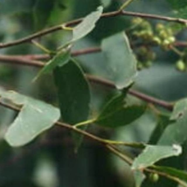 Eucalyptus regnans — leaf