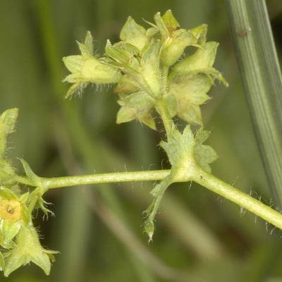 Alchemilla filicaulis — flower