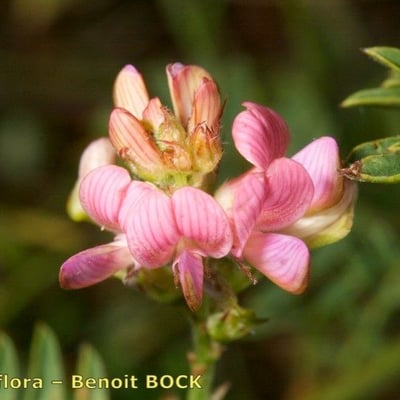 Onobrychis arenaria — flower
