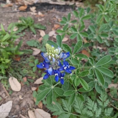 Lupinus texensis — flower