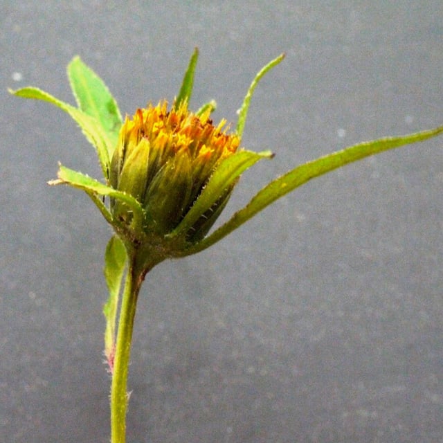 Bidens radiata — flower