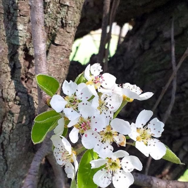Pyrus communis — flower