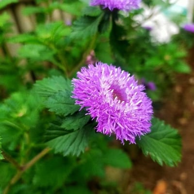 Centratherum punctatum — flower