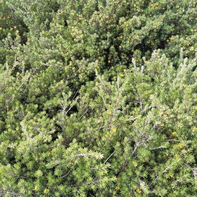 Pultenaea daphnoides — habit