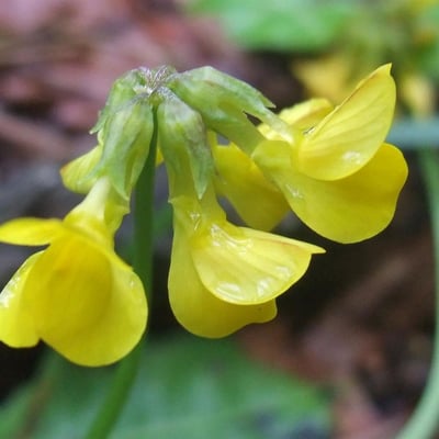 Coronilla vaginalis — flower