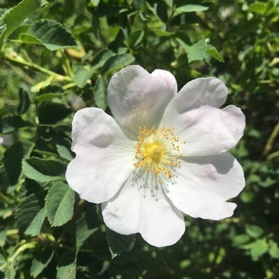 Rosa corymbifera — flower