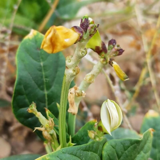 Vigna unguiculata — flower
