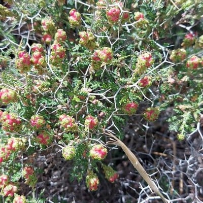 Sarcopoterium spinosum — flower