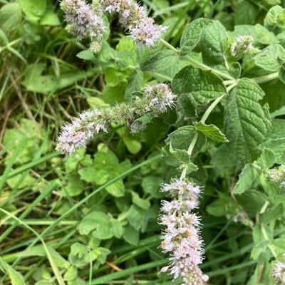 Mentha longifolia — flower
