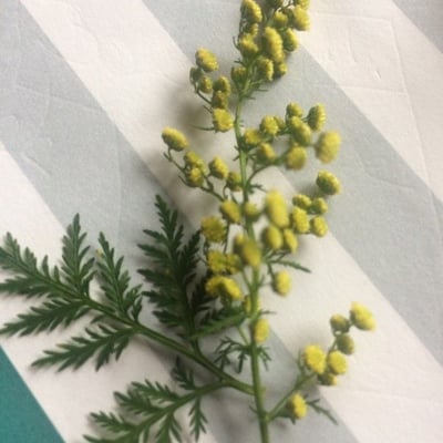 Artemisia annua — flower