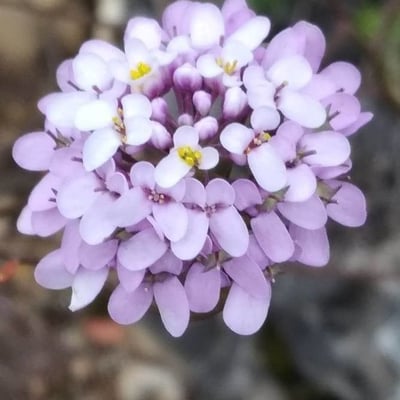 Iberis linifolia — flower
