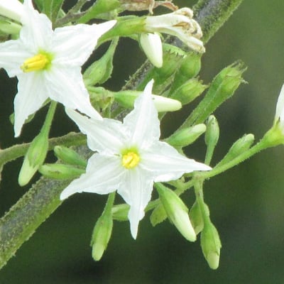 Solanum torvum — flower