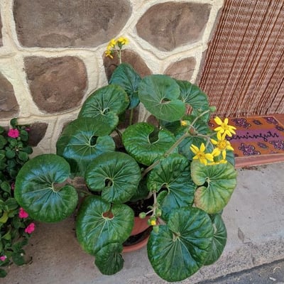 Farfugium japonicum — flower
