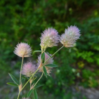 Trifolium arvense — flower