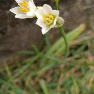 Nothoscordum bivalve — flower