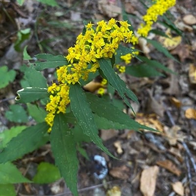 Solidago caesia — flower