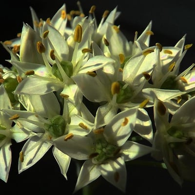Allium tuberosum — flower