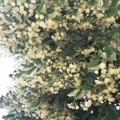 Tilia platyphyllos — flower