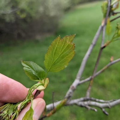 Crataegus viridis — leaf