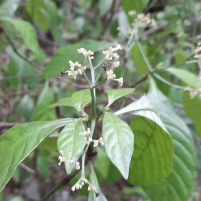 Psychotria nervosa — flower