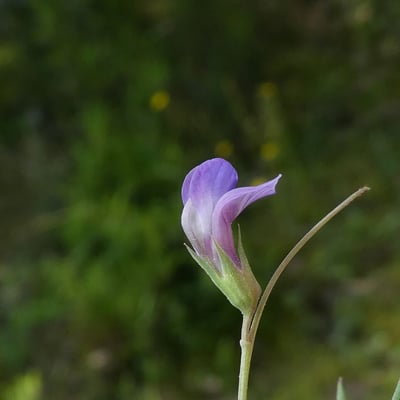 Lathyrus angulatus — flower