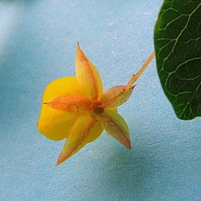 Chamaecrista rotundifolia — flower