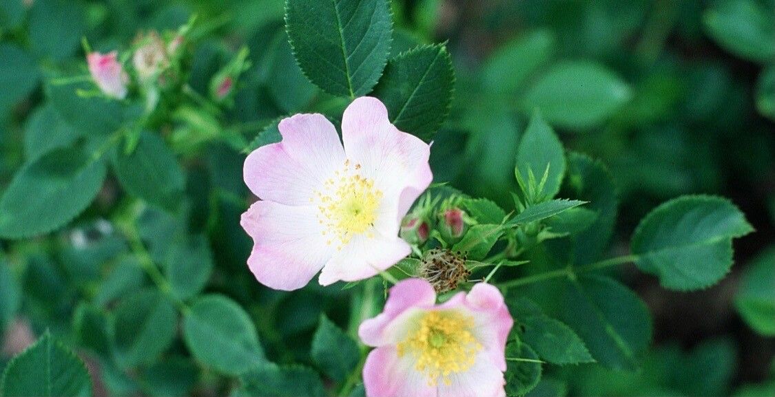 Smooth rose