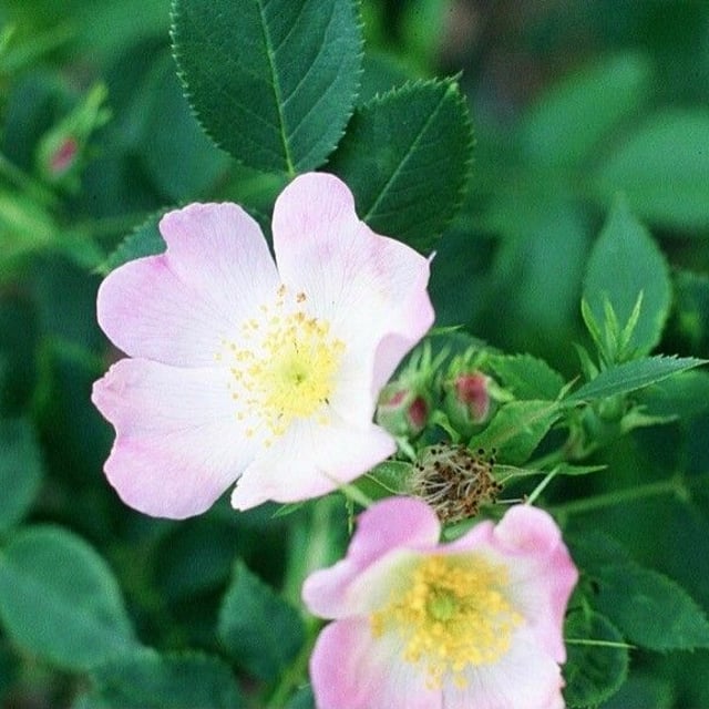 Rosa blanda — flower