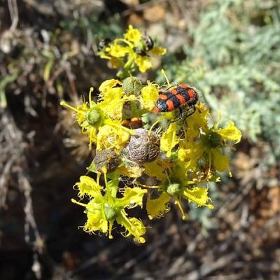 Ruta angustifolia — flower