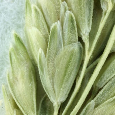 Sphenopholis obtusata — leaf