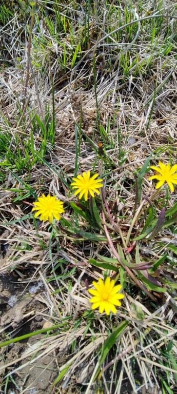 Marsh dandelion