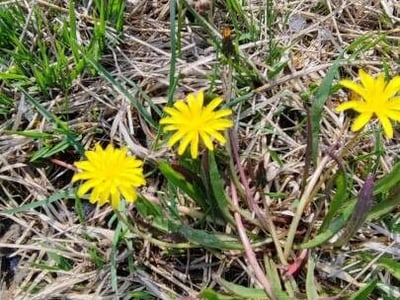 Marsh dandelion